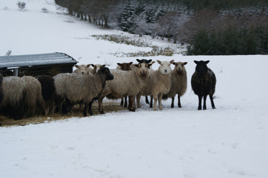 Shetland Wool Top