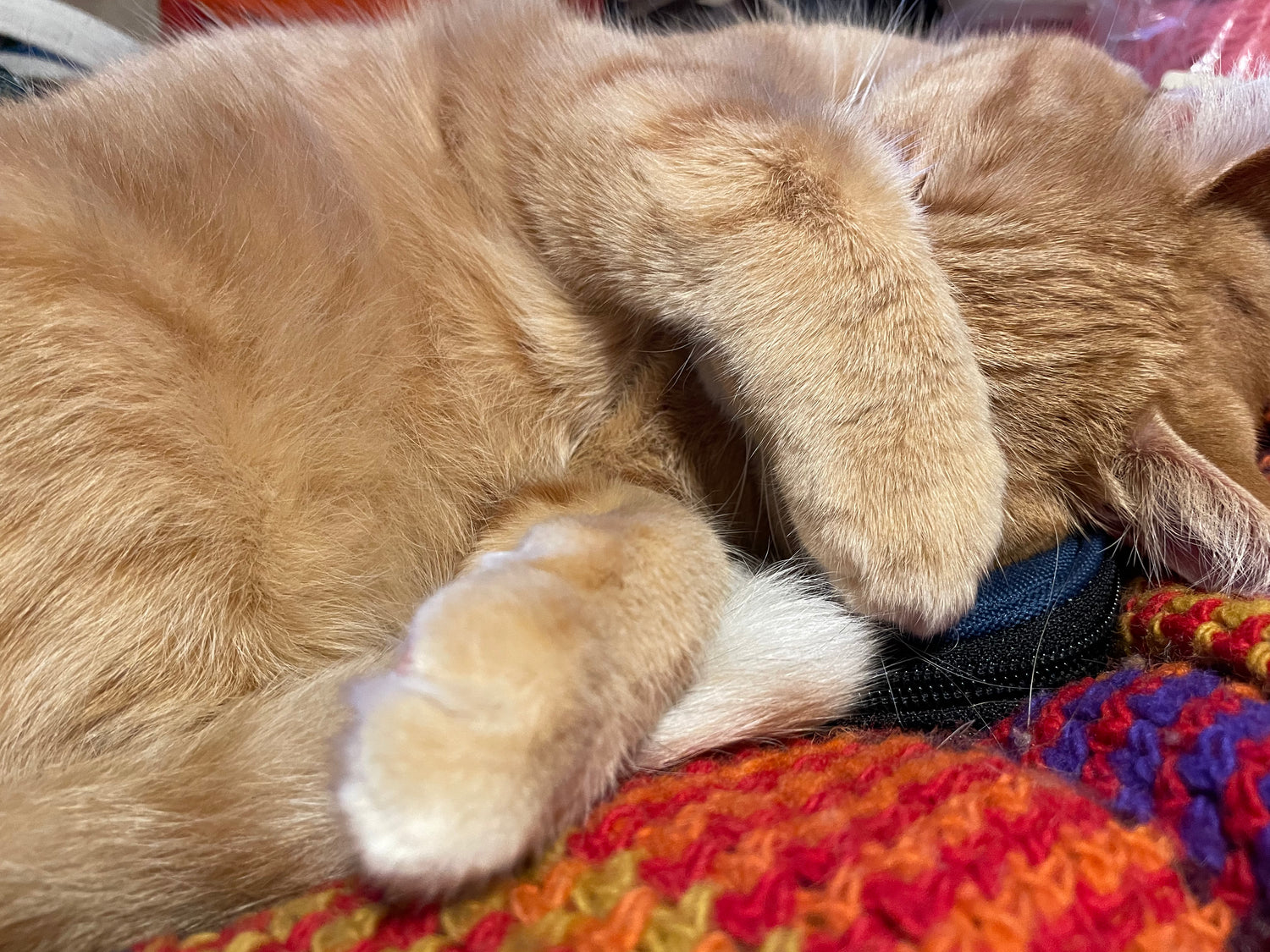 Books with patterns for pets