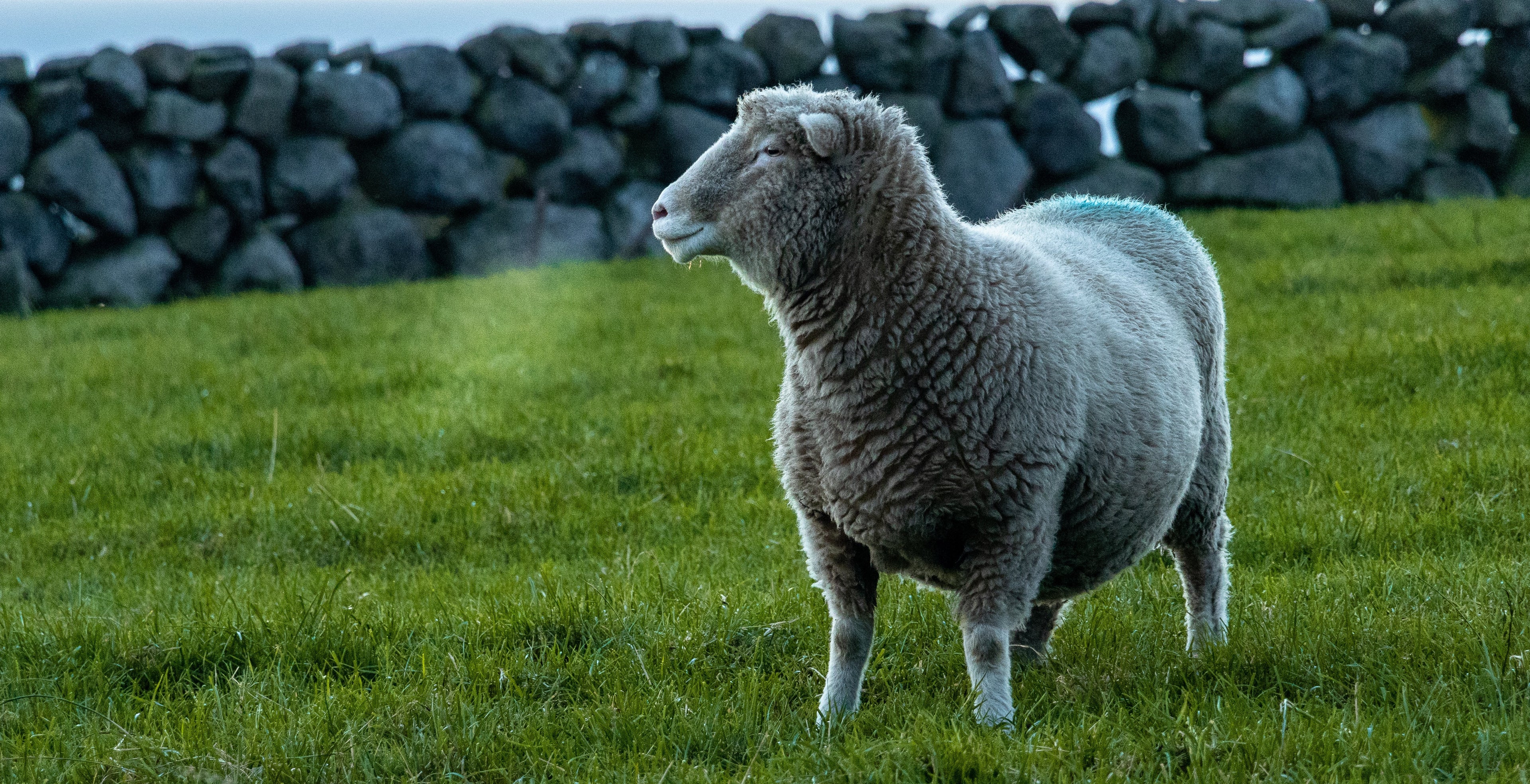 image of a sheep standing in a field with a stone fence behind. photo by tomas malik on unsplash