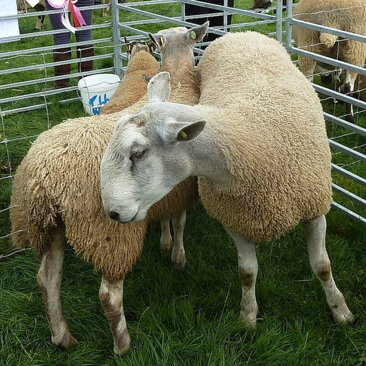 Bluefaced Leicester Wool Top