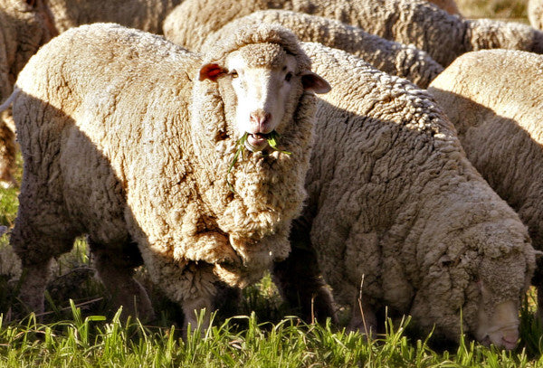 Falkland Merino Wool Top