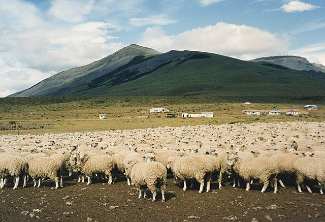Punta Arenas Wool Top