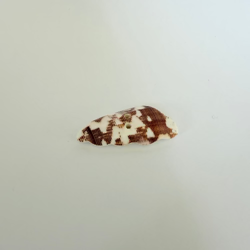 Cone Shell button