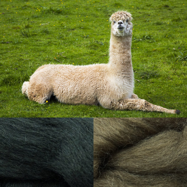 De-Haired Baby Llama Top