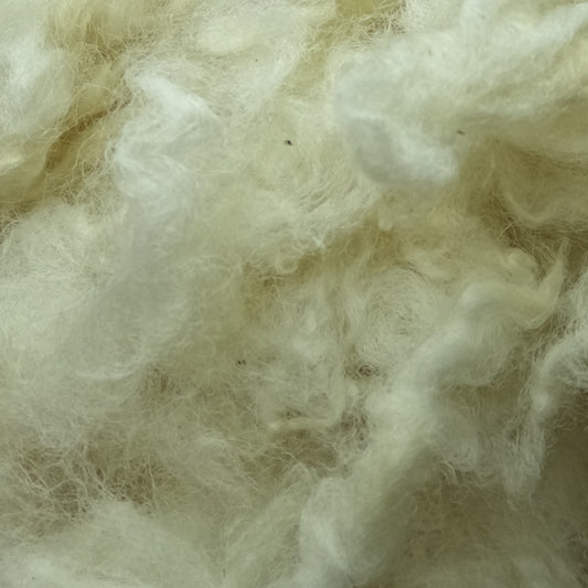 Scoured Corriedale Fleece Wool Uncarded